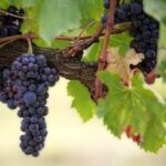 GrapeVine